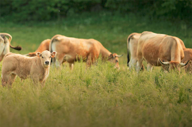 Site de méthanisation agricole de Bassée Biogaz (77), raccordé au réseau de transport GRTgaz - crédit : Sébastien Villotte